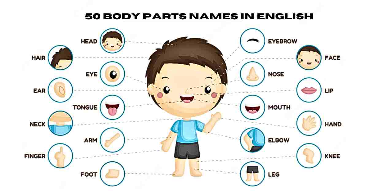 50 body parts names in Hindi and english
