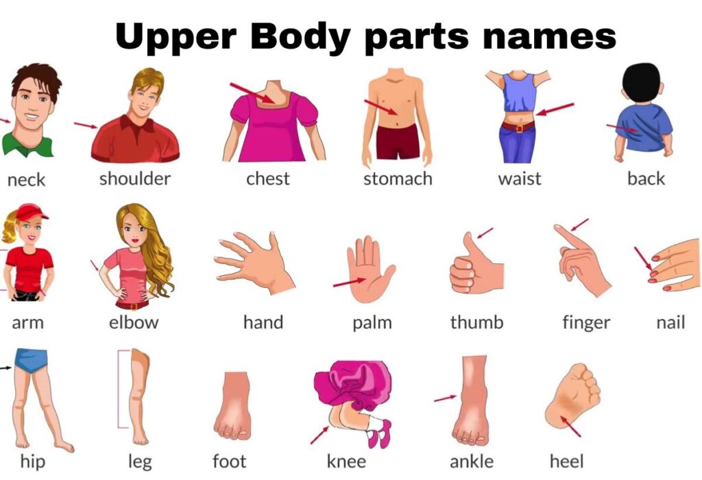 Upper Body parts names
