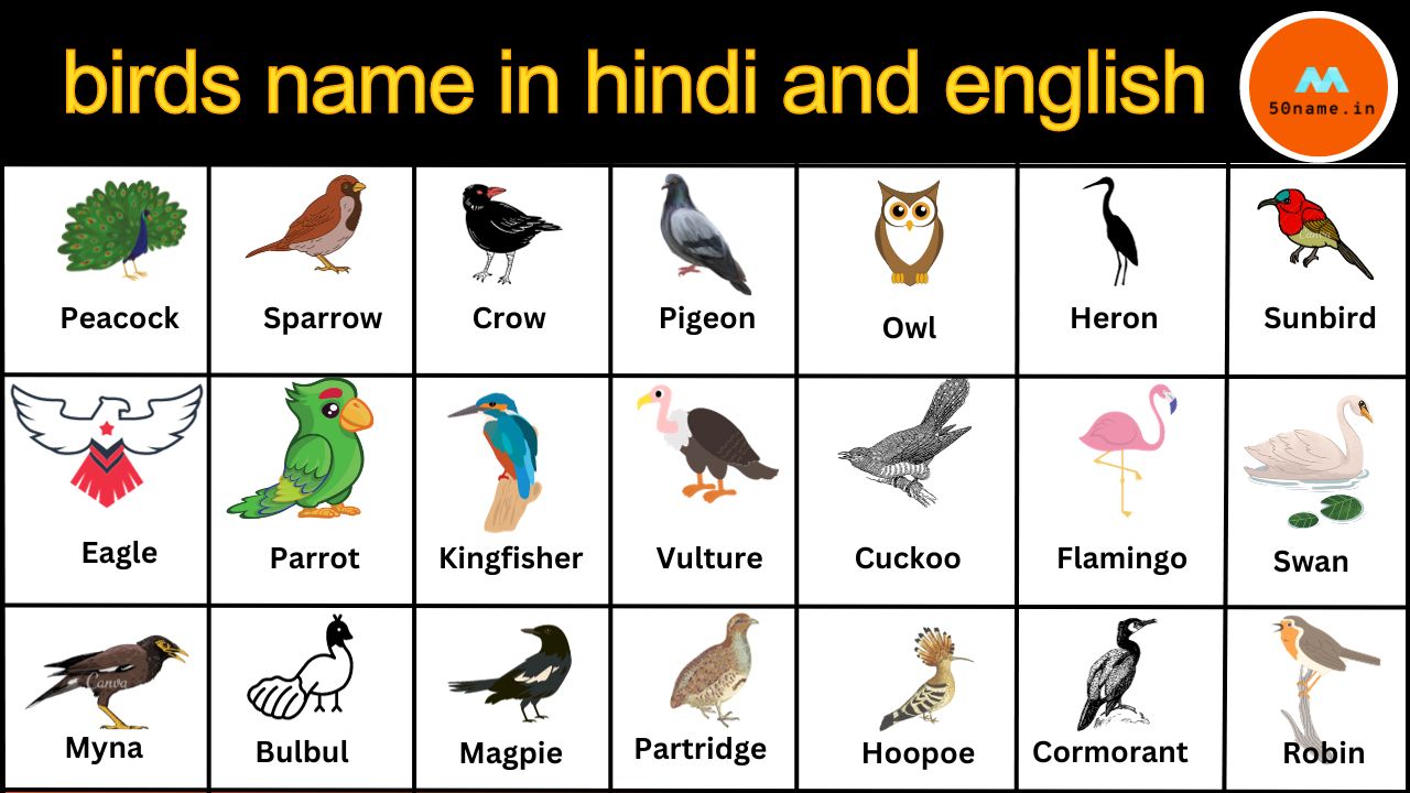 50 birds name in hindi and english with pictures