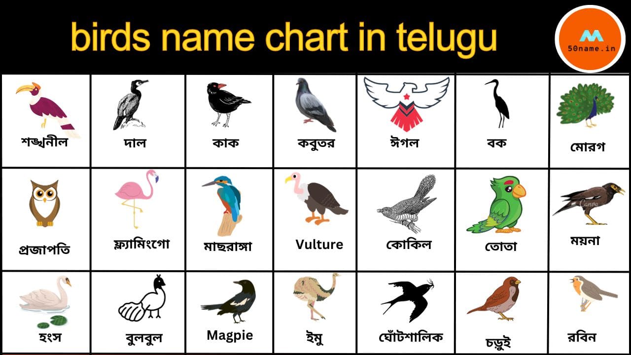 birds name chart in telugu| तेलुगु में पक्षियों के नाम चार्ट