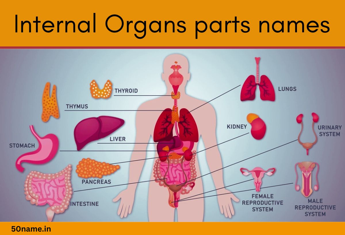 Internal Organs parts names