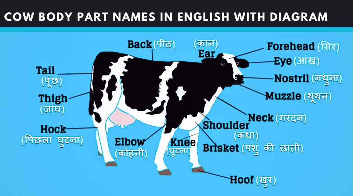 Cow Body Part Names in English with Diagram