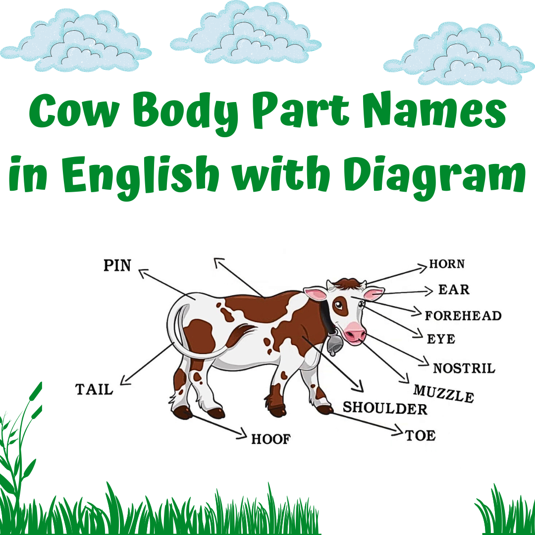 Cow Body Part Names in English with Diagram